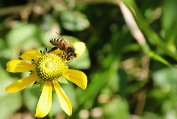 Bee on a flower