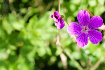 Purple flowers in the garden