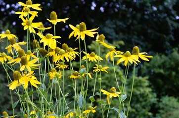 Yellow flowers in the garden