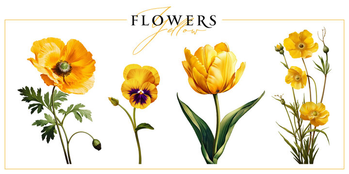 Yellow garden flowers isolated on a white background. Vintage painting style illustration.