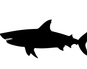 Obraz premium Silhouette shark on white background; marine animal