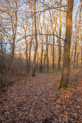 Obraz premium Autumn forest covered with dry brown leaves, in which leafless trees grow, illuminated by bright rays of the sun