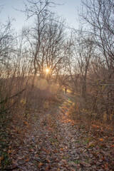 Autumn forest covered with dry orange leaves, with fallen branches and a dirt road with leafless trees against the background of a bright sunset sky