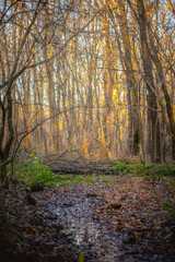 Obraz premium Autumn forest covered with dry orange leaves, with fallen branches and leafless trees against a bright sunset sky