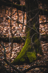 fallen tree covered with green moss in autumn forest strewn with orange leaves during cold sunset