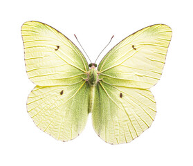 Obraz premium Detailed close-up of a vibrant yellow butterfly with intricate wing patterns, cut out