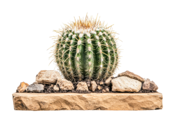 Round cactus in rock garden display on wooden surface, cut out