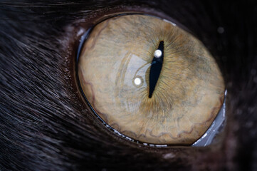 Close up on a cat's yellow eye
