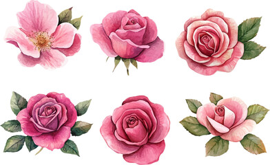 set of pink roses