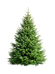 Fototapeta premium Lush green pine tree isolated on white background highlighting dense foliage, cut out
