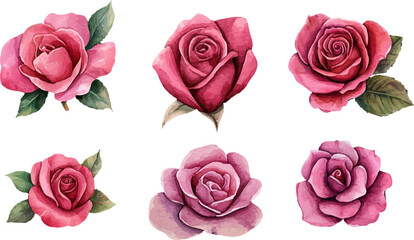 set of pink roses isolated