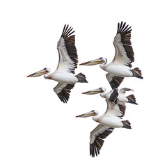 Pelicans flying in formation, their large wingspan visible The pelicans are isolated on white background
