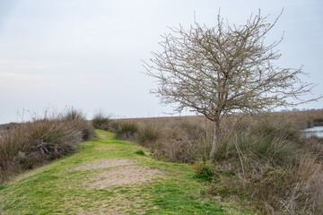 Pathway through marsh landscape with single tree under overcast sky. Grassy trail in marsh with lone  tree and water. Nature, solitude and scenic journey concept