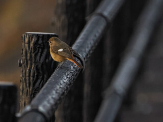 ジョウビタキ　メス