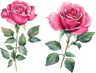 Naklejka premium bouquet of pink roses