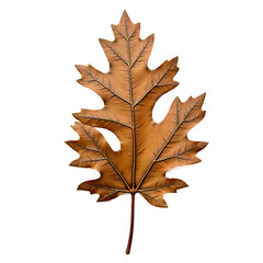 Naklejka premium Withered oak leaf isolated on white. Macro detail, intricate venation, lobes, fissures. Muted earthy tones for fall, botanical designs. Isolated on transparent background.