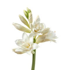 Fototapeta premium Tuberose Flower isolated on white background.close up.