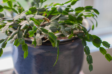 Close-up of a plant near a large window. Houseplants in a modern interior. Blur and selective focus