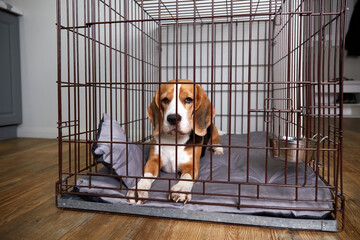 Beagle dog lies in a cage in an apartment. Wire cage for safe keeping of pets.