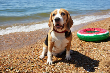 Cute beagle dog on the beach near the seashore on a sunny summer day. Summer holiday at sea with a...