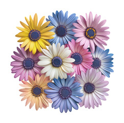 Charming Bouquet of Multicolored Daisies in Various Shades, Celebrating the Vibrancy and Beauty of Nature's Palette, Isolated on Transparent and White Background