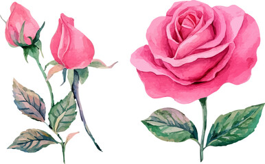Fototapeta premium pink rose on white background