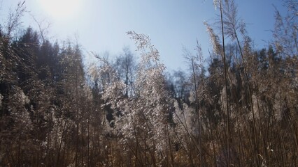 A truly serene and picturesque view of sunlit grass gently swaying in the soft breeze against a clear blue sky