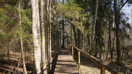 Fototapeta premium A calm wooden path meanders through a lush forest, inviting exploration and tranquility in serene surroundings