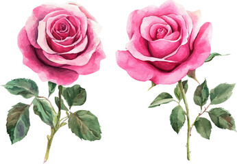 bouquet of pink roses