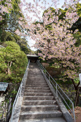 Obraz premium 鎌倉2503 甘縄神明神社12 桜