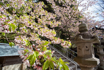 鎌倉2503　甘縄神明神社11　桜