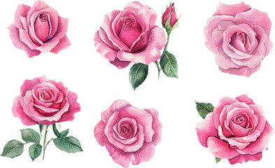 set of pink roses