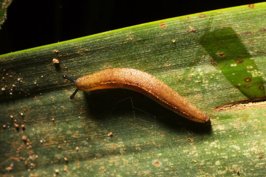 Lesma andando sobre superf&iacute;cie de folha de planta nativa da Mata Atl&acirc;ntica. 