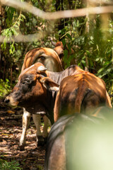 Banteng cattle grazing through dense tropical forest, displaying russet white fur and native habitat characteristics