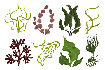 Collection of brown and green seaweed. Vector graphics.