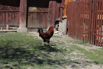 village rooster against the background of an old village building © Aleksandra Prokopenk
