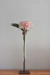 Fresh beautiful soft pink peonies with green leaves on table background. Pastel color. Close-up.