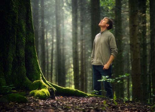 Hiker in forest looks up and marvels at a big tree. Environment and nature with a beam of soft sunlight.
