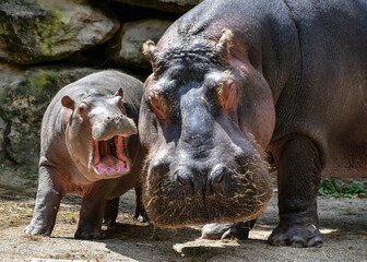familia hipopotamo