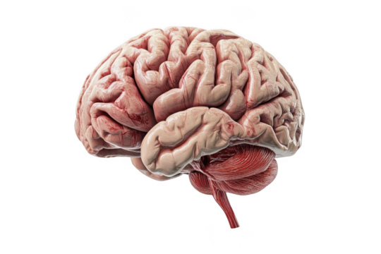 Human Brain Anatomy with 3D Medical Illustration.