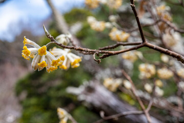 鎌倉2503　光則寺1　ミツマタ