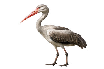 Fototapeta premium Asian Openbill Stork Bird Wildlife Animal.