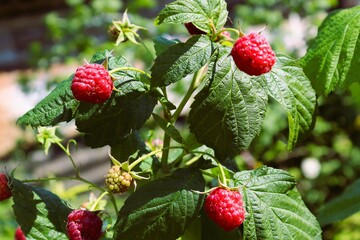 Green raspberry bush with red berries