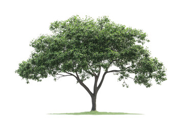 Obraz premium Tree with green foliage.