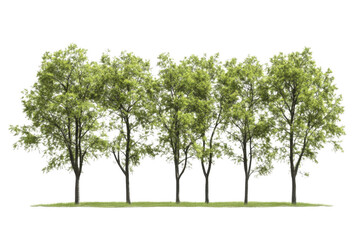 Lush Green Trees Row with Nature, Park, and Spring.