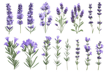 Fototapeta premium Lavender Flowers Variety Pack with Isolated, and Botanical.