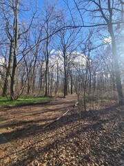 Naturpfad im Plänterwald - Berlin Treptow