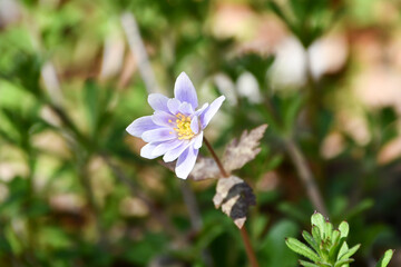 ユキワリイチゲ