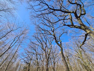 Bäume im Plänterwald, an einem sonnigen Frühlingstag - Berlin Treptow