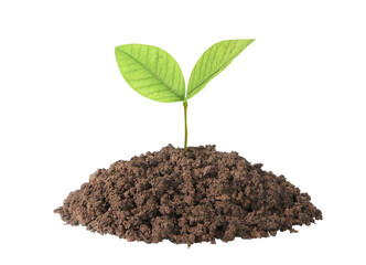 Plant growth action in nature soil environment environmental science concept from ground perspective